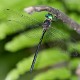 Pseudocordulia circularis male (2 of 2)